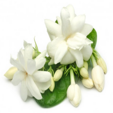 Organic Deodorant - Jasmine Fragrance - Skincare Lab